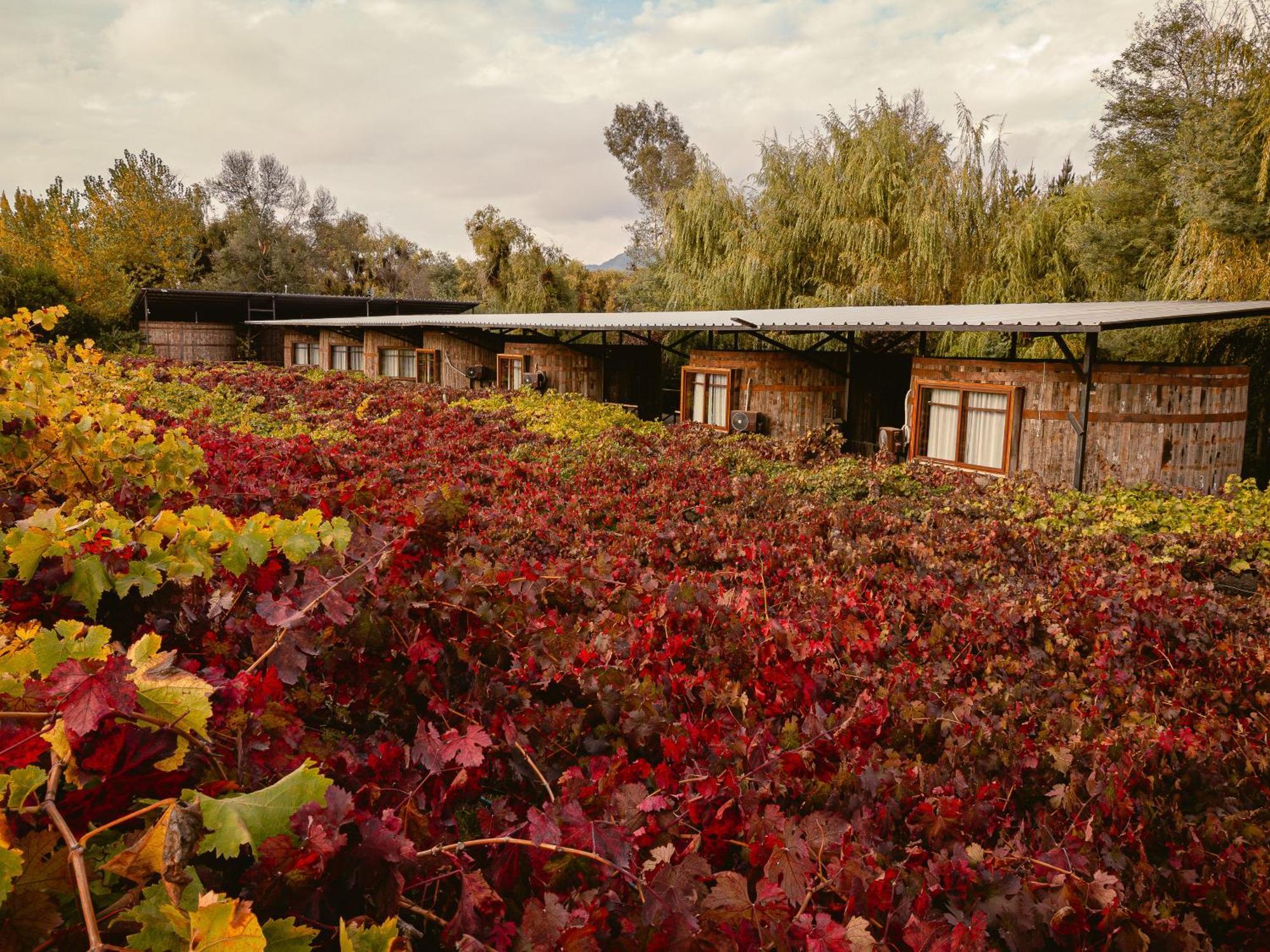 Cava Colchagua Hotel Boutique Санта-Крус Экстерьер фото