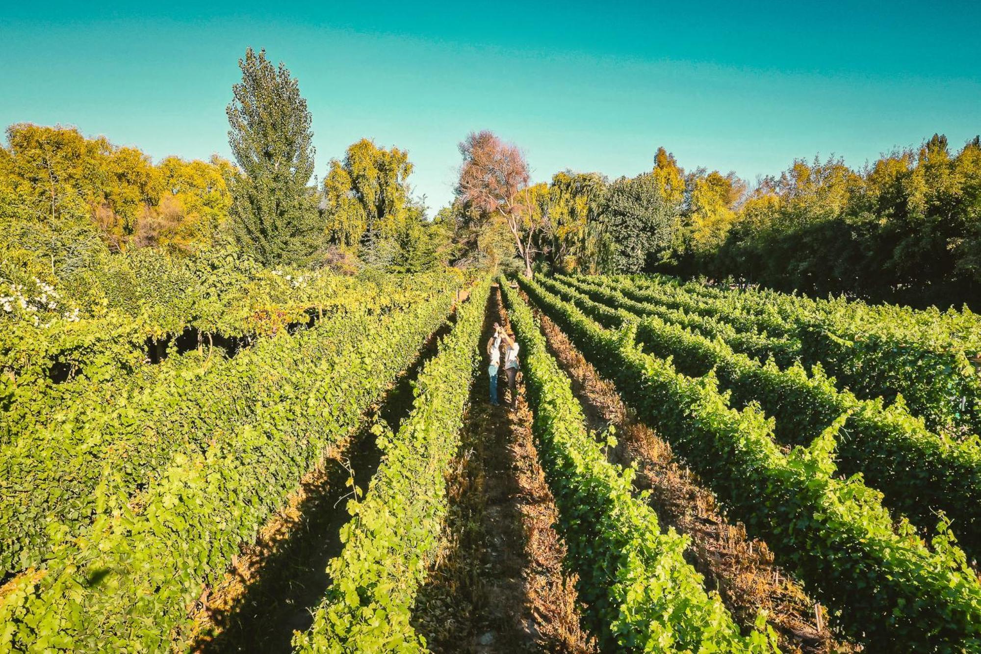 Cava Colchagua Hotel Boutique Санта-Крус Экстерьер фото